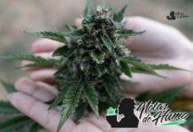 Wedding Pie strain