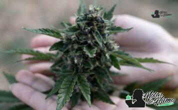 Wedding Pie strain marihuana: Opiniones y Efectos Wedding Pie strain
