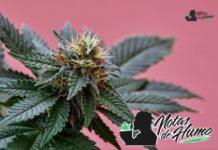 White Gold strain