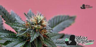 White Gold strain marihuana: Opiniones y Efectos White Gold strain