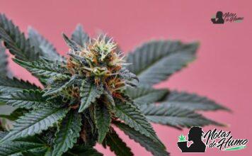 White Gold strain
