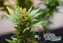 White Gushers strain marihuana: Opiniones y Efectos