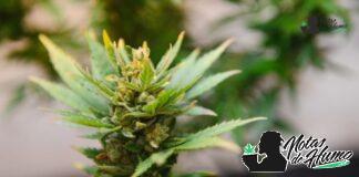 White Gushers strain marihuana: Opiniones y Efectos
