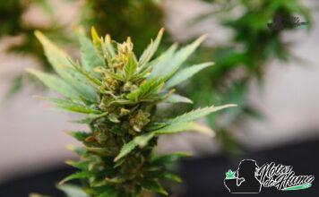 White Gushers strain marihuana: Opiniones y Efectos