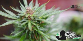 Wookies strain marihuana: Opiniones y Efectos Wookies strain