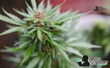 Wookies strain marihuana: Opiniones y Efectos Wookies strain