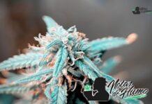 ZaZa strain marihuana: Opiniones y Efectos ZaZa strain