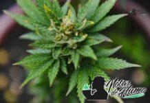 B-52 strain