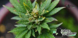 B-52 strain marihuana: Opiniones y Efectos B-52 strain