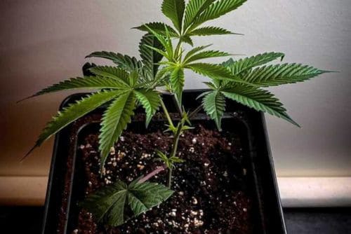 B-52 strain