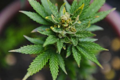 B-52 strain