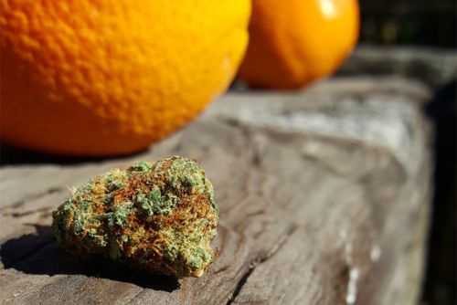 Orange Cookies strain