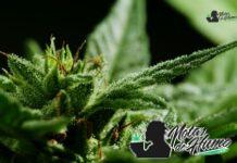 Jungle cake strain marihuana: Opiniones y Efectos