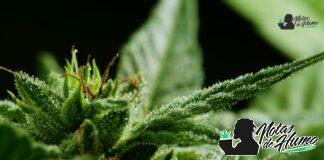 Jungle cake strain marihuana: Opiniones y Efectos