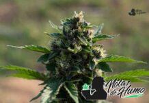 Panamá red strain marihuana: Opiniones y Efectos panama red strain