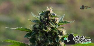 Panamá red strain marihuana: Opiniones y Efectos panama red strain