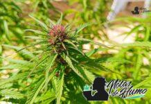 Romulan strain marihuana: Opiniones y Efectos romulan strain