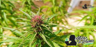 Romulan strain marihuana: Opiniones y Efectos romulan strain