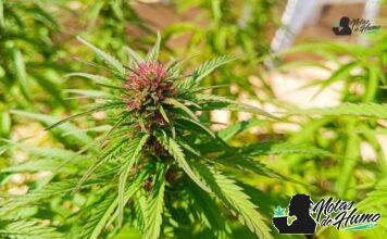 Romulan strain marihuana: Opiniones y Efectos romulan strain