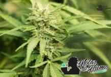 Strawberry Lemonade strain marihuana: Opiniones y Efectos