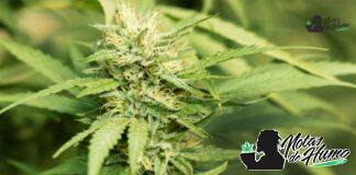 Strawberry Lemonade strain marihuana: Opiniones y Efectos