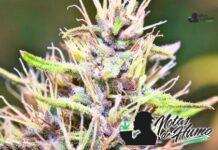 Xeno strain marihuana: Opiniones y Efectos Xeno Strain
