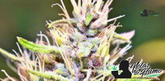 Xeno strain marihuana: Opiniones y Efectos Xeno Strain