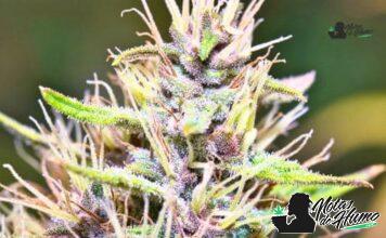 Xeno Strain