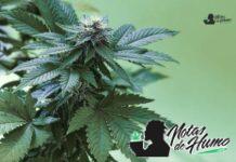 Bacio Gelato strain marihuana: Opiniones y Efectos Bacio Gelato strain