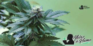 Bacio Gelato strain marihuana: Opiniones y Efectos Bacio Gelato strain