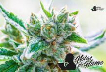 Baklava strain marihuana: Opiniones y Efectos
