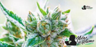 Baklava strain marihuana: Opiniones y Efectos