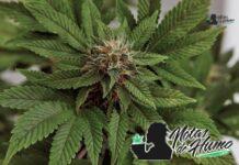 Banana Cream OG strain marihuana: Opiniones y Efectos Banana Cream OG strain