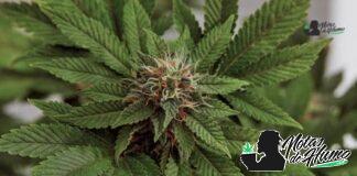 Banana Cream OG strain marihuana: Opiniones y Efectos Banana Cream OG strain