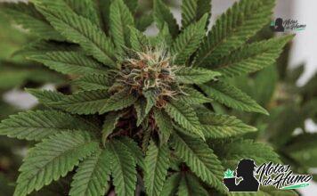 Banana Cream OG strain marihuana: Opiniones y Efectos Banana Cream OG strain