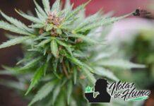 Banana Runtz strain: Opiniones y Efectos Banana Runtz strain
