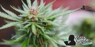 Banana Runtz strain: Opiniones y Efectos Banana Runtz strain