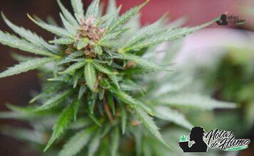 Banana Runtz strain