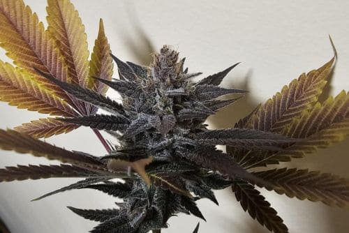 Black Cherry Soda strain