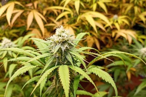 Black Cherry Soda strain