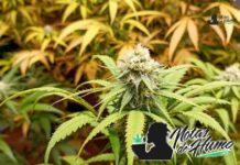 Black Cherry Soda strain