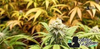 Black Cherry Soda strain marihuana: Opiniones y Efectos Black Cherry Soda strain