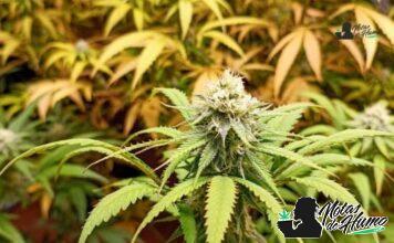 Black Cherry Soda strain