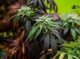 Bubblegum Gelato strain