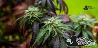 Bubblegum Gelato strain marihuana: Opiniones y Efectos Bubblegum Gelato strain