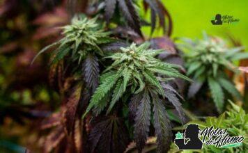 Bubblegum Gelato strain marihuana: Opiniones y Efectos Bubblegum Gelato strain