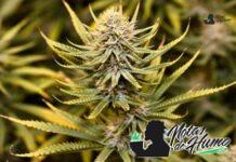 E85 strain marihuana: Opiniones y Efectos E85 strain