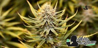 E85 strain marihuana: Opiniones y Efectos E85 strain