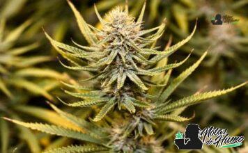 E85 strain marihuana: Opiniones y Efectos E85 strain