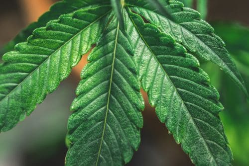 Grapes and Cream strain